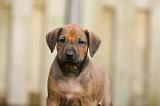 RODESIAN RIDGEBACK 237